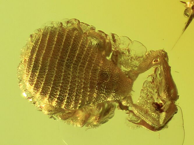 Fossil Pseudoscorpion & Fly (Diptera) Preserved In Baltic Amber #90868